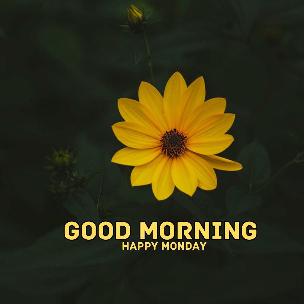 Monday Good Morning Images Pics Wallpaper for Whatsapp
